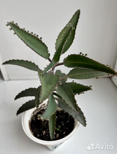 Каланхоэ лечебное