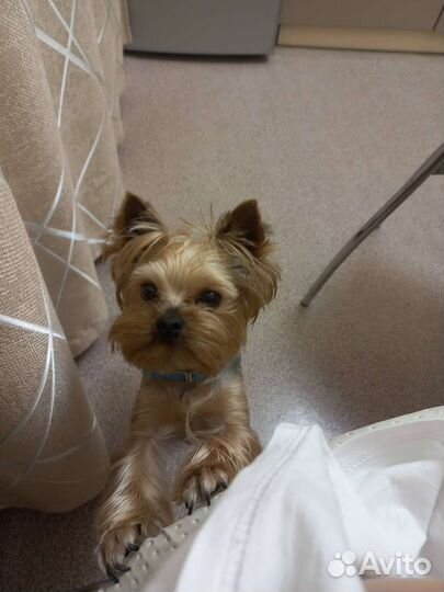 Йоркширский терьер вязка