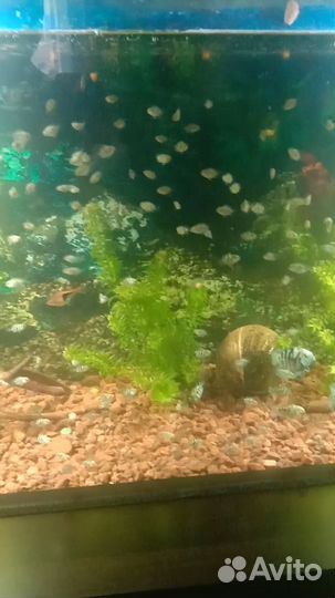 Аквариумные рыбки попугай