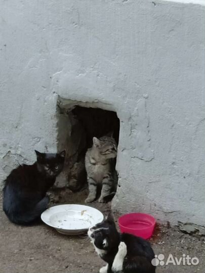 Котята