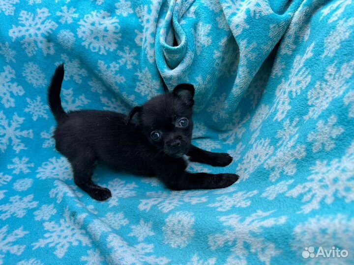 Чихуахуа мини девочка щенок