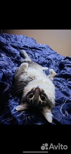 Метис мейн-кун