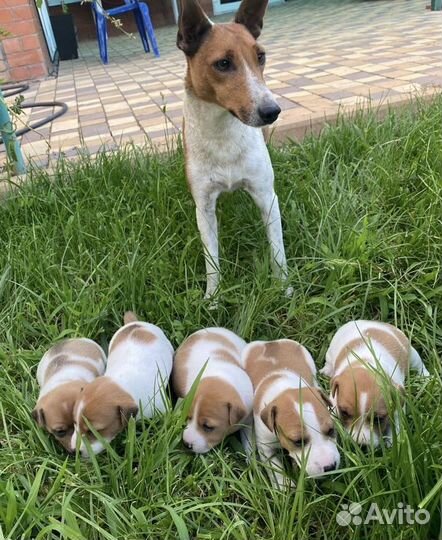 Щенки Джек Рассел терьер гладкошерстный