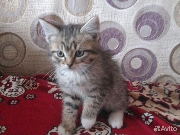 Котята