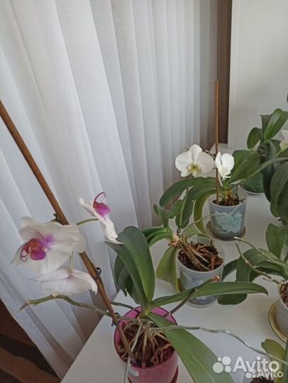 Орхидея