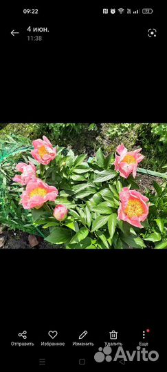 Пионы деленки