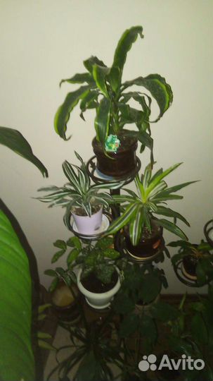 Спатифиллум и другие комнатные цветы