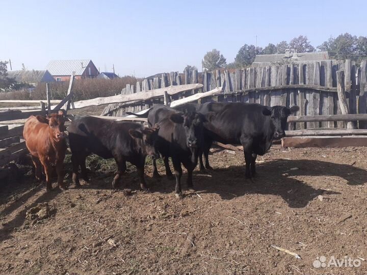 Коровы и телочки