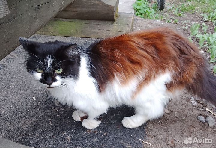 Отдам в добрые руки