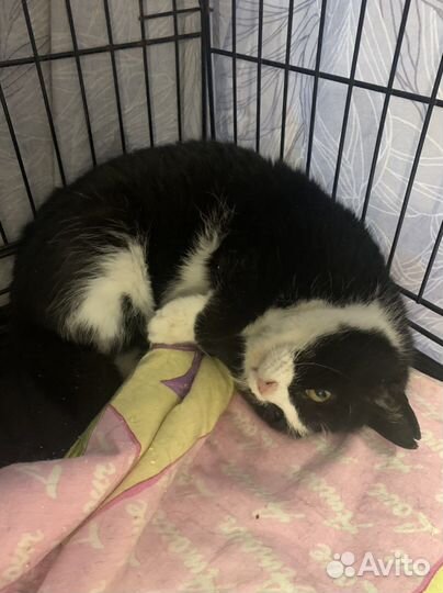 Мира с рынка