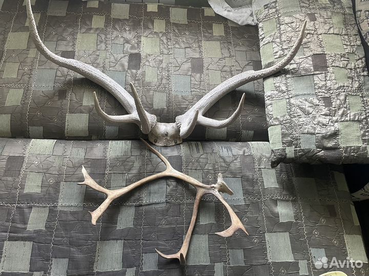 Рога оленя