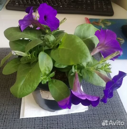 Рассада цветов (петуния, виола, лобелия и др.)