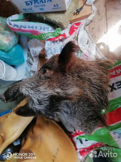 Чучело головы кабана