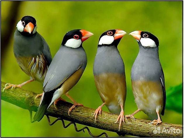 Рисовые амадины (рисовки)