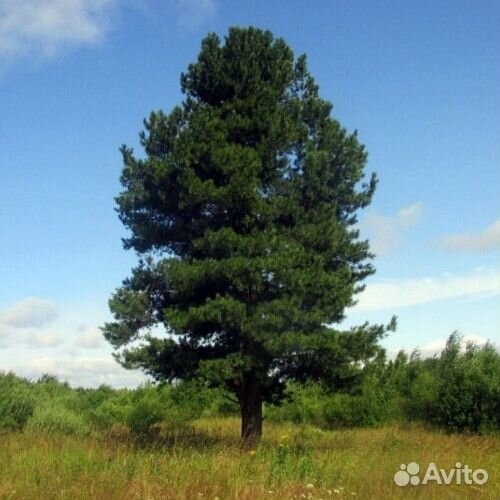 Семена кедра