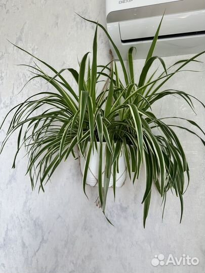 Диффенбахия, традесканция, фикус, эпипремнум и тд