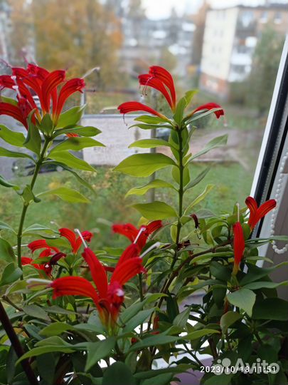 Дендробиум