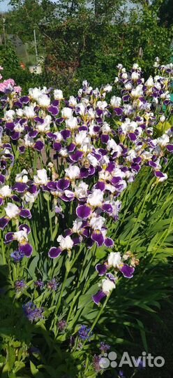 Примула многолетние цветы