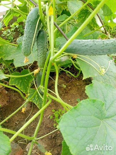 Огурцы, помидоры свежие дачные, ягода, зелень