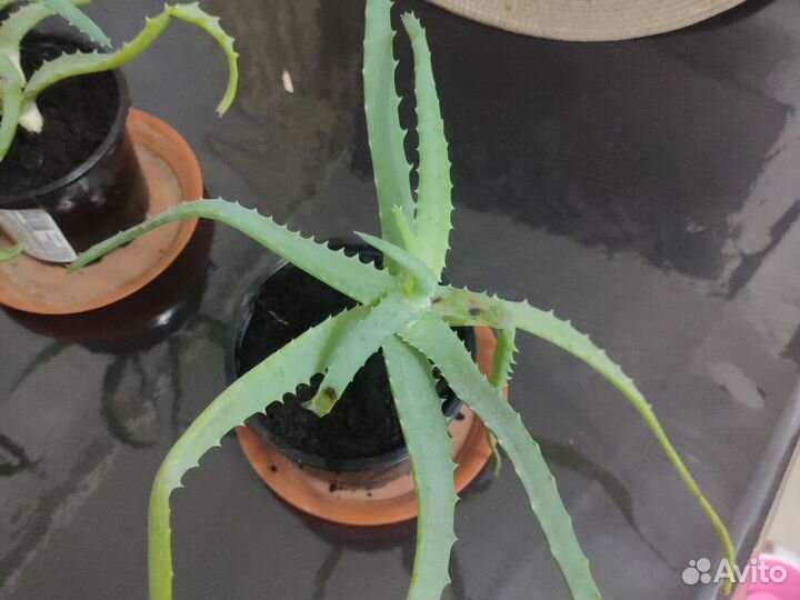 Алоэ (столетник)