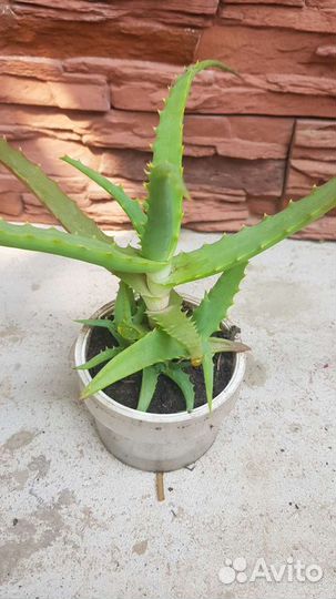 Алоэ древовидное, столетник