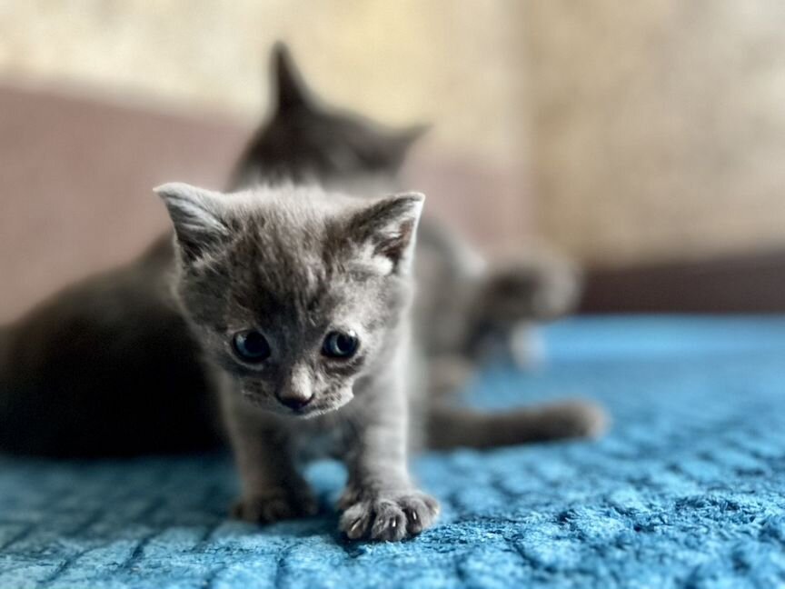 Лучики света ищут новые дома