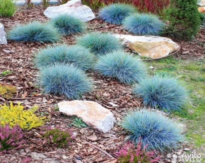 Овсяница голубая синичка