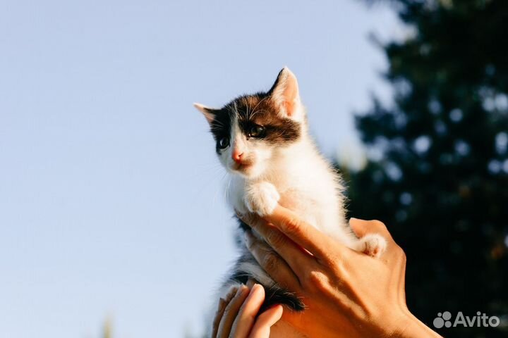 Котята в добрые руки бесплатно