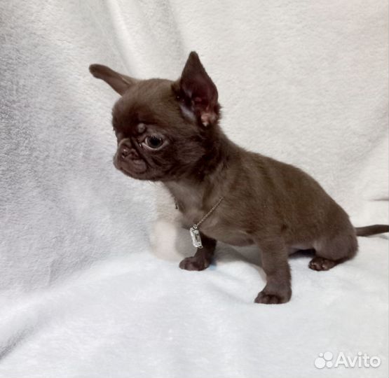 Щенки чихуахуа