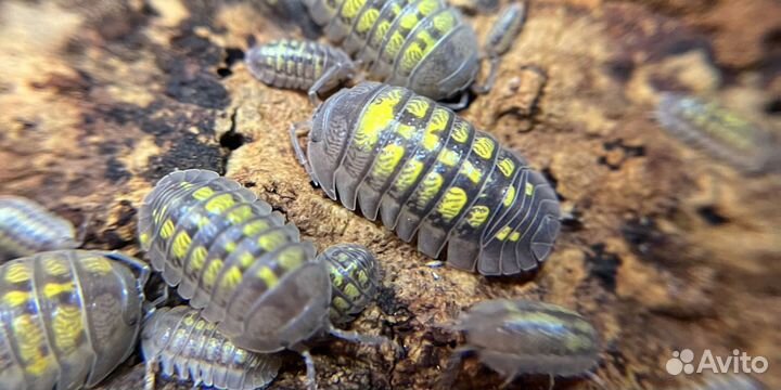 Мокрицы (isopod)
