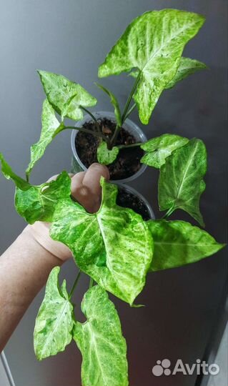 Комнатные цветы.Обновлен 16.09