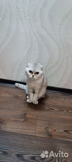 Отдам в добрые руки кошку