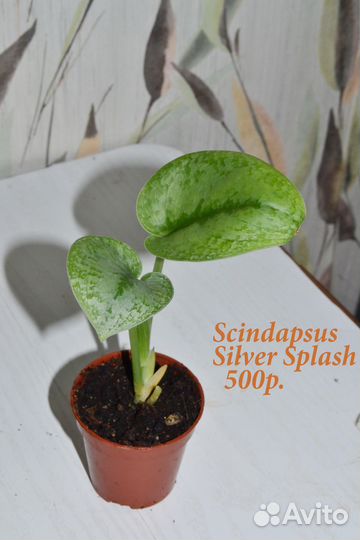 Сциндапсусы, эпипремнумы, монстеры