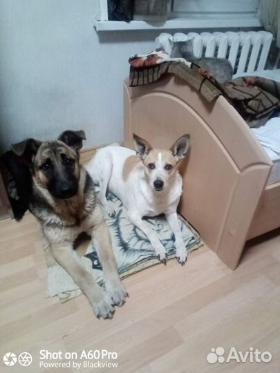 Отдаю собаку в добрые руки