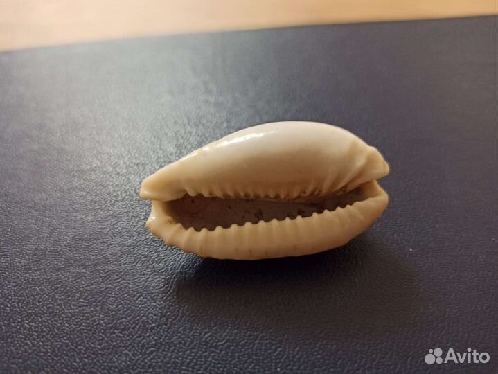 Морская раковина