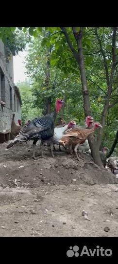 Продаются индюки