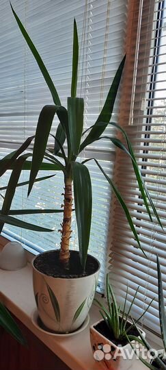 Пальма юкка