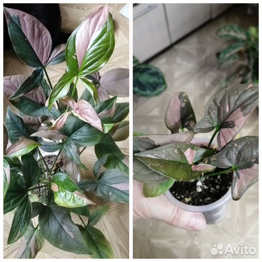 Сингониумы