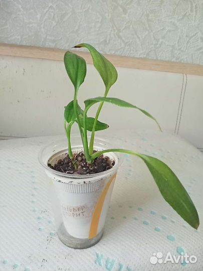 Филодендроны сортовые