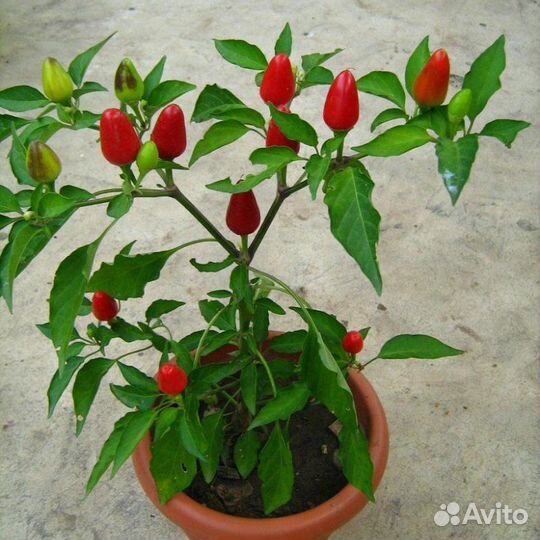 Перец красный комнатный острый
