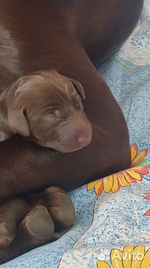 Щенки курцхаара