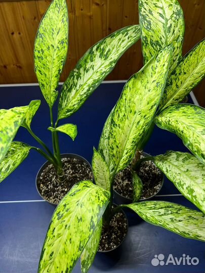 Диффенбахия