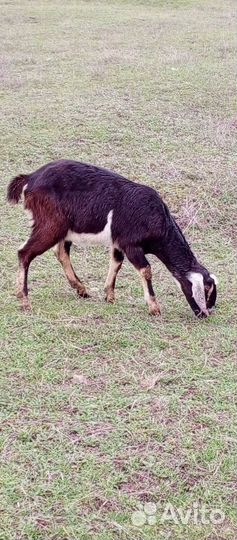 Козы англо нубийские