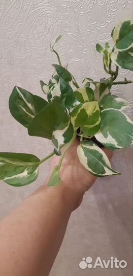 Комнатные растения