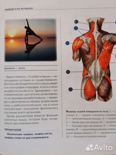 Книга. Йога-анатомия