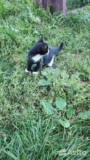 Котенок в добрые руки Мальчик