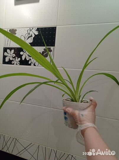 Хлорофитум