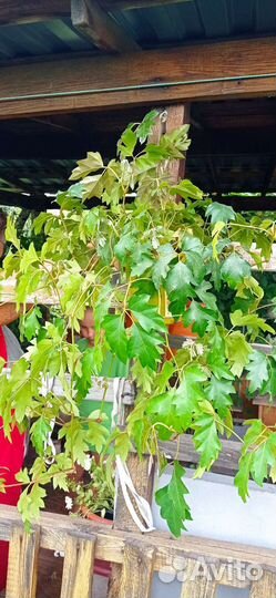 Циссус (Березка комнатная)