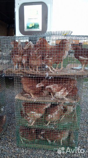 Несушка Хайсекс Браун, Доминант, Минорка