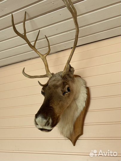 Чучело головы оленя